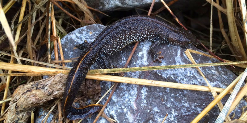 great crested newt - nash ecology