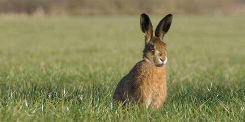 brown hare by nash ecology